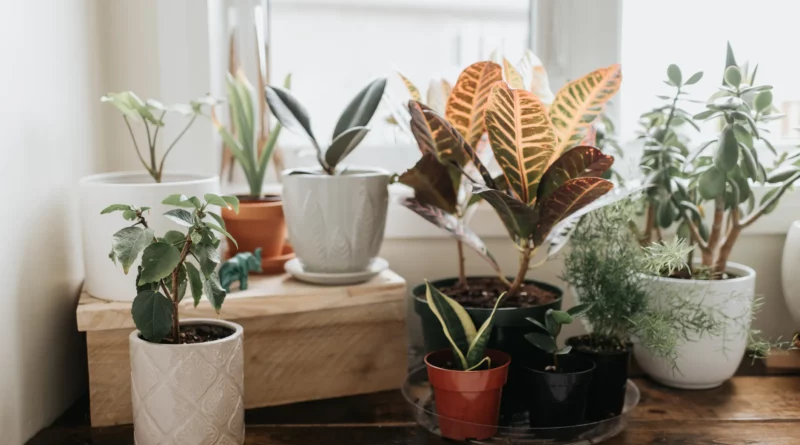 Low-Maintenance Plants for Beginners