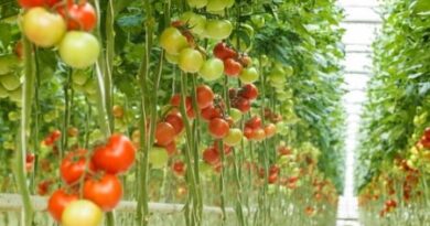 Hydroponics Guide 101: All You Need to Know About it