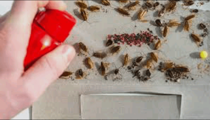 how to get rid of roaches overnight DIY guide