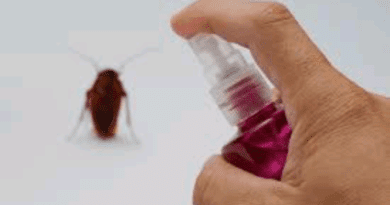 how to get rid of roaches overnight DIY guide