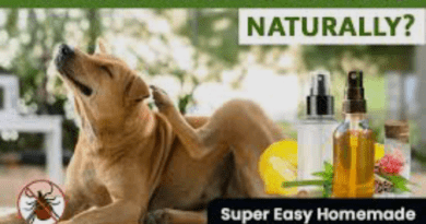 what kills fleas on dogs instantly DIY