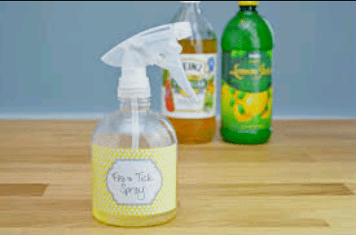 what kills fleas on dogs instantly DIY