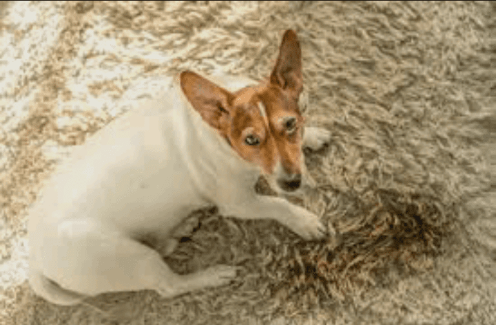 how to get dried dog pee out of carpet DIY