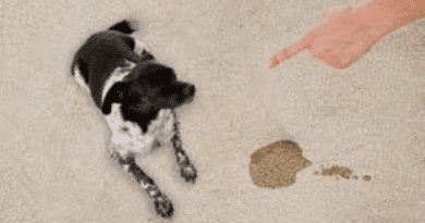 How to get dried dog pee out of carpet DIY