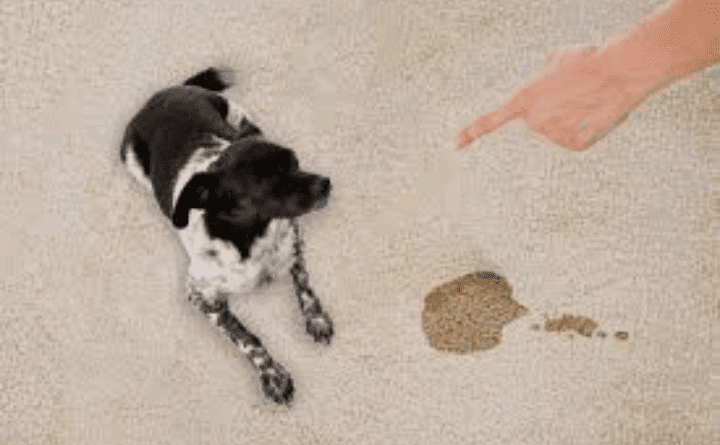 How to get dried dog pee out of carpet DIY