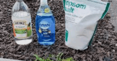 DIY weed killer