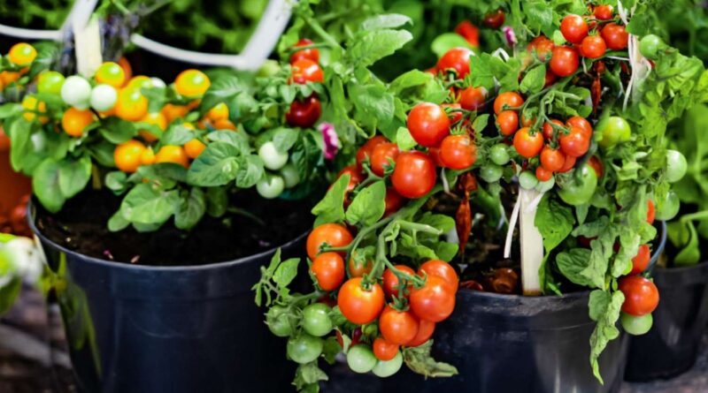 How to Grow Tomatoes in Containers