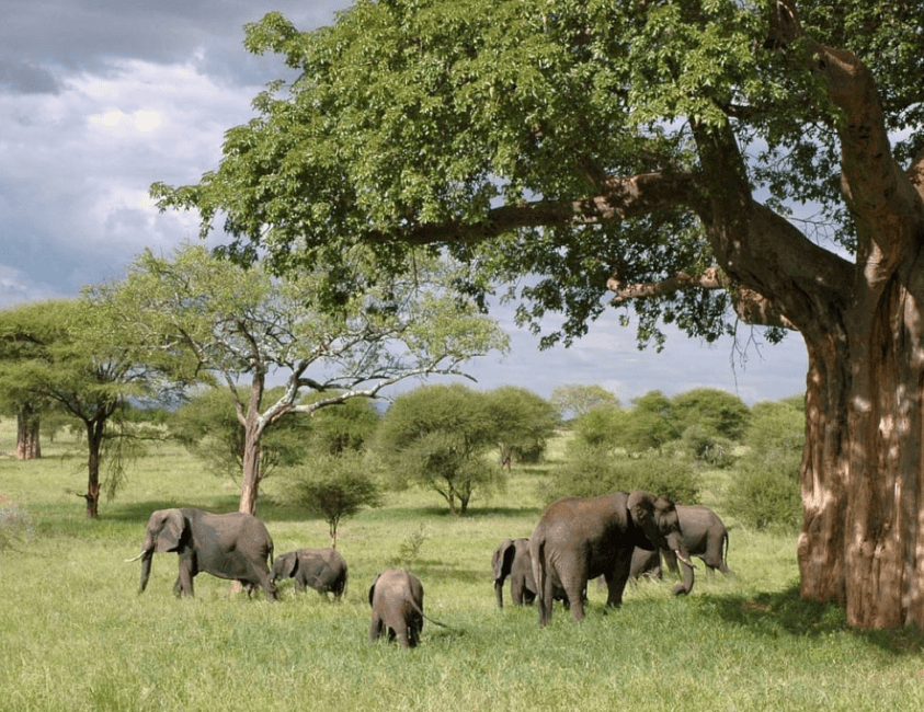 Best Places to Visit in Africa for Families