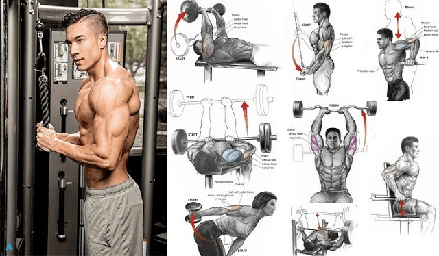 Mastering the Art of Chest and Triceps Workouts