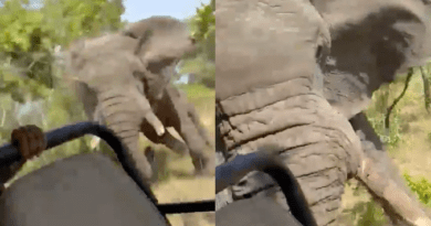Graphic: Elephant flips truck during African safari, killing American tourist (video)
