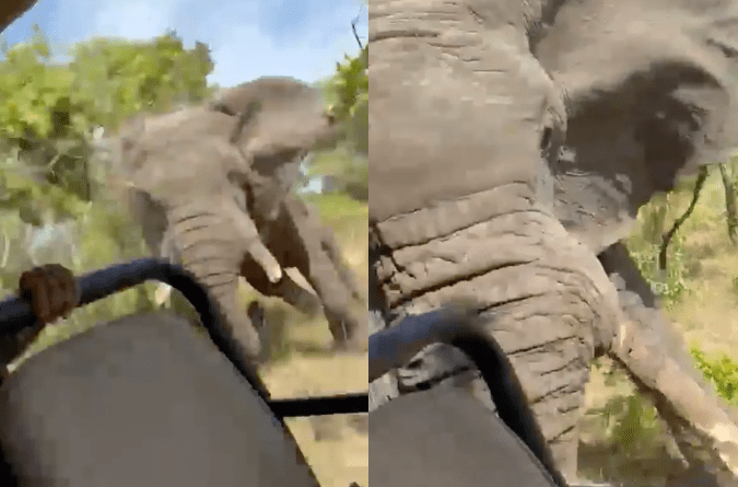 Graphic: Elephant flips truck during African safari, killing American tourist (video)