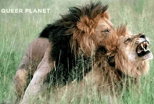 NBC unveils gay animal kingdom documentary series 'Queer Planet' (video)