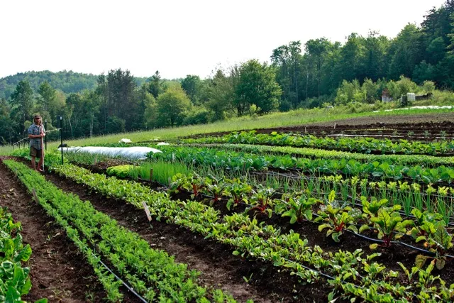 How to Start an Organic Farm Organic Farming