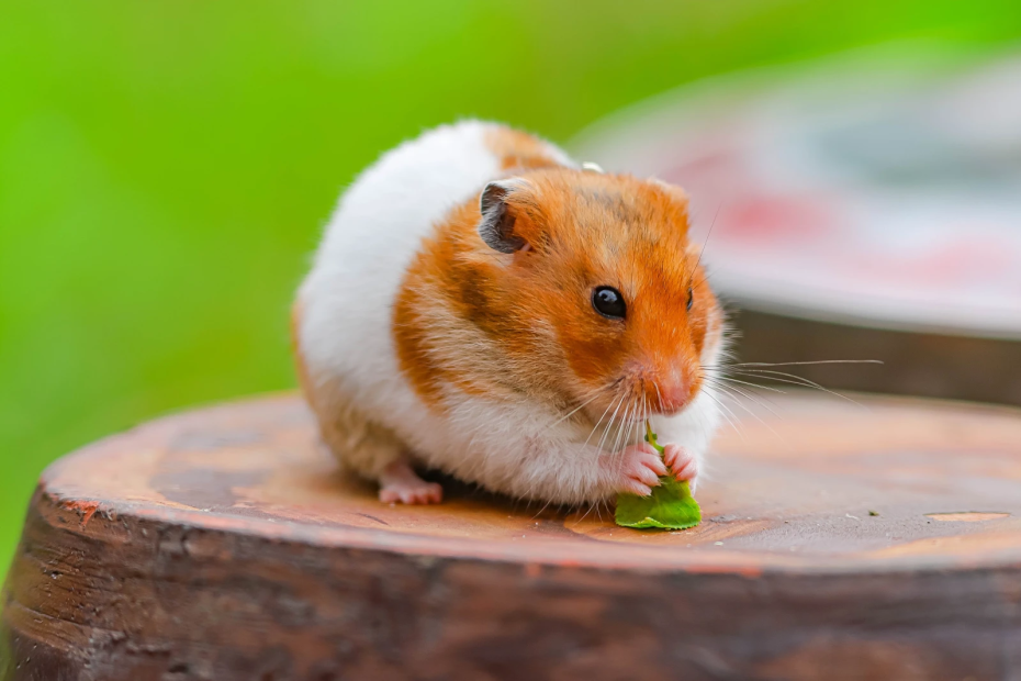 Fun Facts About Hamsters